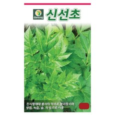 다농 신선초씨앗 10g(약1000립) 이명 명일엽 불사의약초 생엽 녹차 술 차, 1개