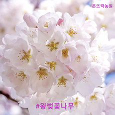 추천9군산벚꽃