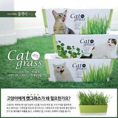 영수네캣그라스