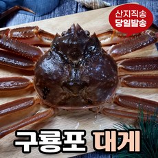 [당일발송] 영덕대게 생물 자숙 포항 구룡포 국내산, 5.영덕대게 중 (9.6~9.9cm)