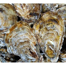 통영 성우수산 산지직송 깨끗한 프리미엄 세척 석화+홍가리비 세트상품 완벽세척, 석화, 1박스, 10kg
