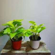 형광스킨답서스