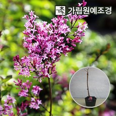 사계라일락