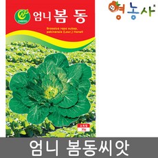 봄동모종 TOP01