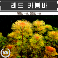 레드카붐바