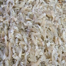 국내산 횟감용 생물 호래기 1kg, 1개