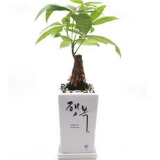 옐로우싱고니움