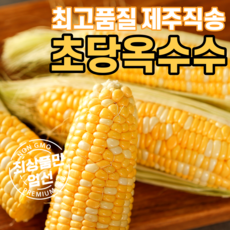 제주초당옥수수-추천-상품