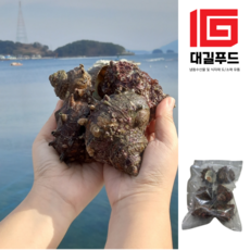 통영 자연산 뿔소라 1kg (7-10미) 3개, 3kg
