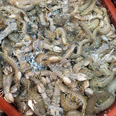 국내산 자연산 갯가재 1kg 20미-25미내외 쏙 털치 설개 바다가재 가재튀김 산지직송, 1개, 1kg_20미~25미