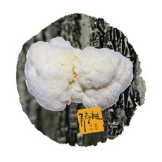 A30053 류충현 원목재배 노루궁뎅이버섯 300g 경북 우수농산물, 1개