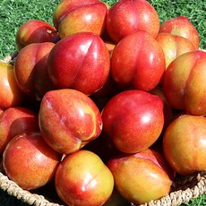 과일자두 햇자두 피자두 대석자두 3kg 5kg, 햇 대석자두 5kg 상, 1개