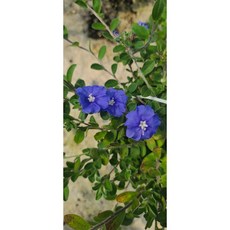 아메리칸블루 파란꽃 야생화 행잉식물, 1개
