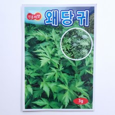 왜당귀 씨앗 3g 잎당귀 잎은 쌈 뿌리는 약초 샐러드 쌈채소 진흥종묘, 1개