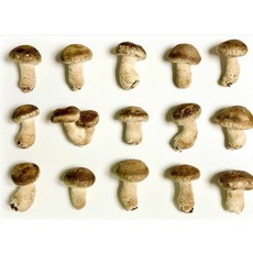 꼼지락농부의 무농약송화고버섯 일반형500g 송고버섯 송화버섯 고송버섯, 1개