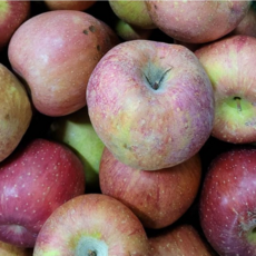 미스터사과 TOP01