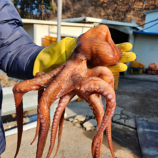 문어숙회 참문어 1kg 문어시세 여수 포항죽도시장