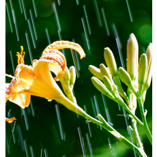 일랑일랑프래그런스오일