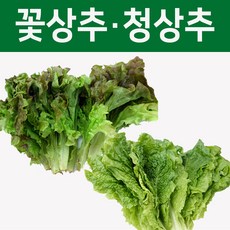 야채과일 야과몰 싱싱한 청상추 꽃상추 4kg, 1개