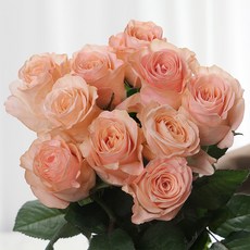 [로즈온리] 사이다 장미 한단 생화택배