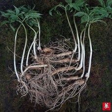 잎줄기 싱싱한 삼바이 산양산삼 5-6년근 10뿌리+1뿌리 더 특가행사 산삼 산양삼 장뇌삼 인삼 면역력 기력보강 설날 추석 설선물 설명절 추석선물 추석명절 명절선물, 11개