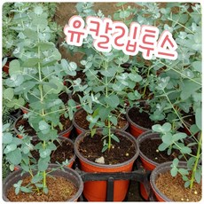 유칼립투스씨앗