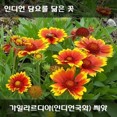 가을꽃씨