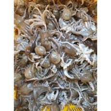 국내산 생물 급냉 주꾸미 2kg 자연산 냉동 직접경매 쭈꾸미, 국내산 급냉 서해주꾸미 2kg(25-30마리)
