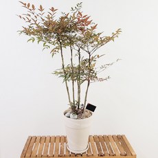 남천나무 알록달록 단풍잎 수입토분 식재, 대형, 살구색(이태리토분)+받침대