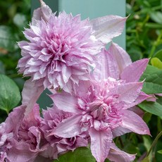 클레마티스 멀티핑크 120L포트 큰꽃으아리 봄꽃 넝쿨식물 핑크색겹꽃 꽃보러가자, 1개