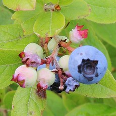 [충북농원] 듀크 블루베리 묘목 - 2년생포트, 단품