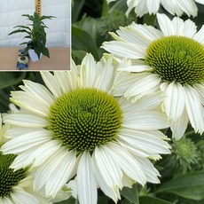 [서진스토어] 신품종 유럽 겹에키네시아 썬시커 시리즈 화이트퍼팩션 5치화분 개화주