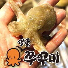 국산 서해안 산지직송 생물 활 쭈꾸미 알쭈꾸미 1kg 냉동 주꾸미 1kg