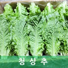 청상추4kg