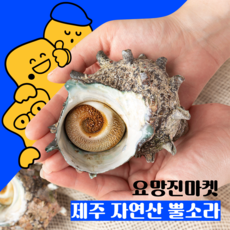 제주뿔소라