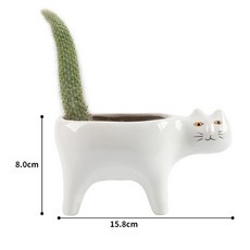 원숭이꼬리선인장