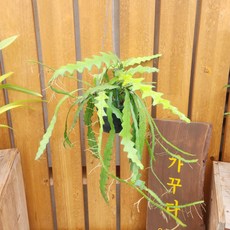 립살리스쇼우