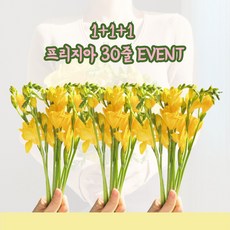 프리지아 후리지아 생화 꽃다발 택배 20줄기, 1개