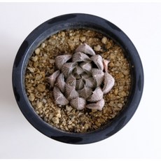 고무신다육정원