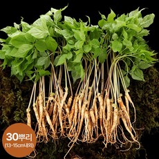 [KT알파쇼핑]담양 새싹삼 고급 선물세트 30뿌리 (13-15cm내외), 1개, 단일상품_농산물 중량_상세페이지참조