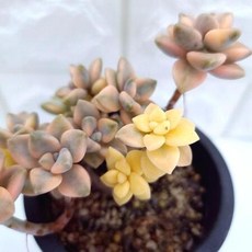 살구미인금