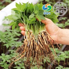 [창원몰]잎인삼파크 새싹삼 중(19CM~23CM내외) 50뿌리실속형세트, 단품