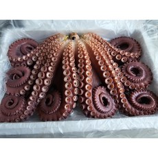 동해안 포항 자숙 참문어, 자숙 전 무게 2kg, 1개