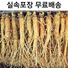 인삼포장이끼