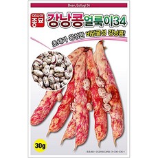 얼룩이강낭콩씨앗 600g 비덩쿨성강낭콩종자, 얼룩이강낭콩 씨앗 600g, 1개