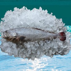 통민어 한마리 1.3kg 내외 (50cm 이상) [원산지:국내산 (전라남도 목포시)}, 1개