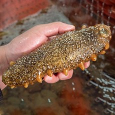 맛수러움 청정바다 안면도 자연산 해삼 1kg 8-12미 내외