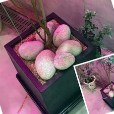 한챠 동글동글 에그스톤 80 100MM 특대 1알 화분데코스톤 조경석 복토용 장식석 어항돌, 1개