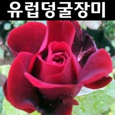 유럽사계넝쿨장미(흑장미) 나무 묘목 개화주 포트 1개