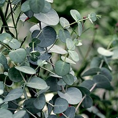 유칼립투스씨앗